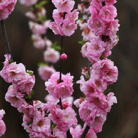 Corithian Rose Flowering Peach Tree - Nature Hills Nursery - 4 - 5 Feet Bareroot - 