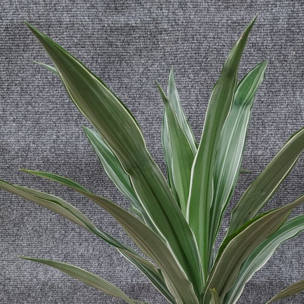 Corn Plant - Nature Hills Nursery - 6 Inch Container - 