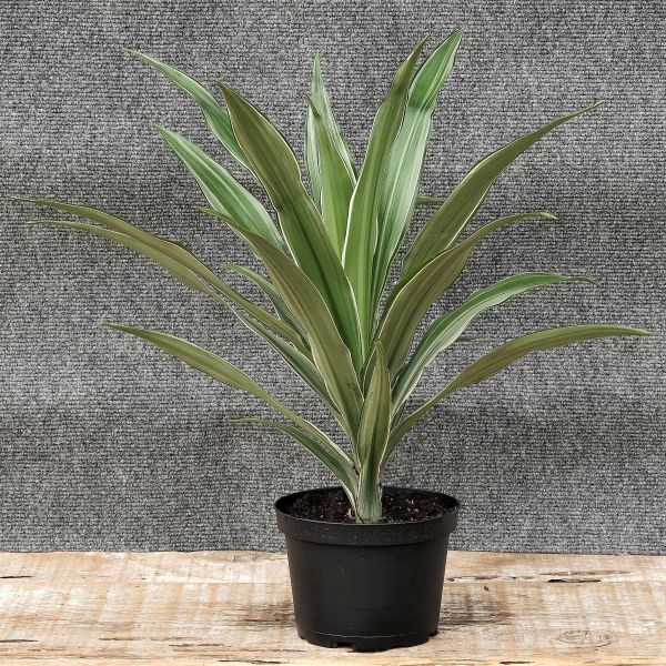 Corn Plant - Nature Hills Nursery - 6 Inch Container - 
