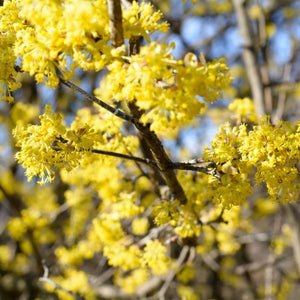Cornelian Cherry (Cornus mas), a tree featuring yellow flowers and deciduous.