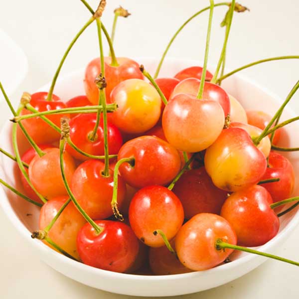 Corum Sweet Cherry Tree - Nature Hills Nursery - #3 Container - 
