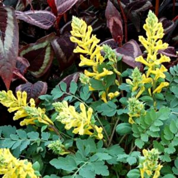 Close-up of yellow corydalis flowers on Canary Feathers Corydalis.