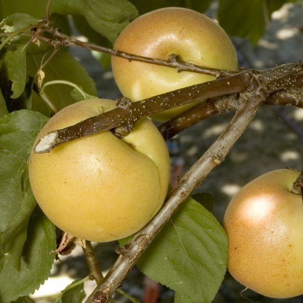 Cot - N - Candy White Aprium&reg; Interspecific Apricot Tree - Nature Hills Nursery - #3 Container - 