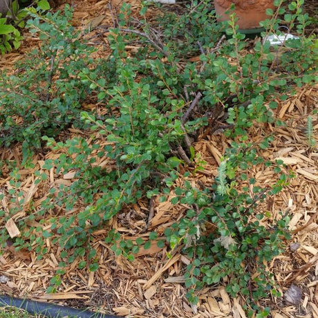 Close-up of pink cotoneaster flowers on Cranberry Cotoneaster blooming in late spring.