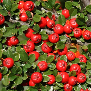Cranberry Cotoneaster (Cotoneaster apiculatus), a shrub featuring pink flowers and deciduous.