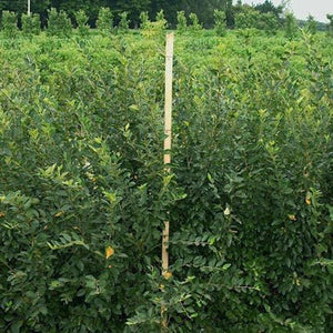 Close-up of pink, white cotoneaster flowers on Peking Cotoneaster blooming in late spring.