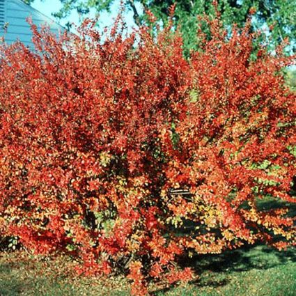Peking Cotoneaster (Cotoneaster acutifolius) growing in a garden landscape, showing mature shrub form.