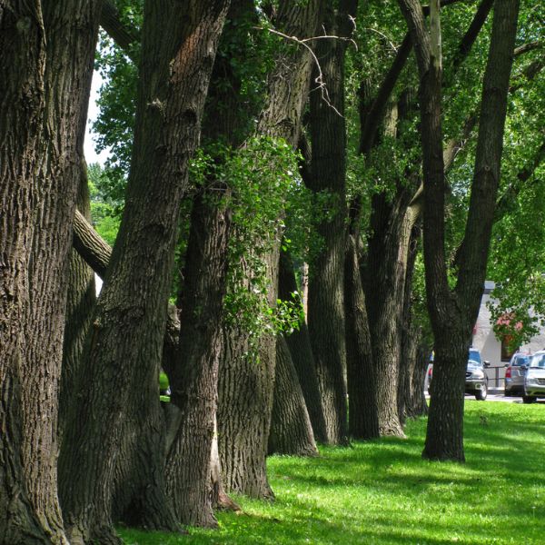 Cottonwood Trees