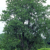 Cottonwood Tree Full Grown