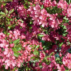 Deciduous foliage of Prairifire Flowering Crabapple Tree (Malus x 'Prairifire') in a garden setting.