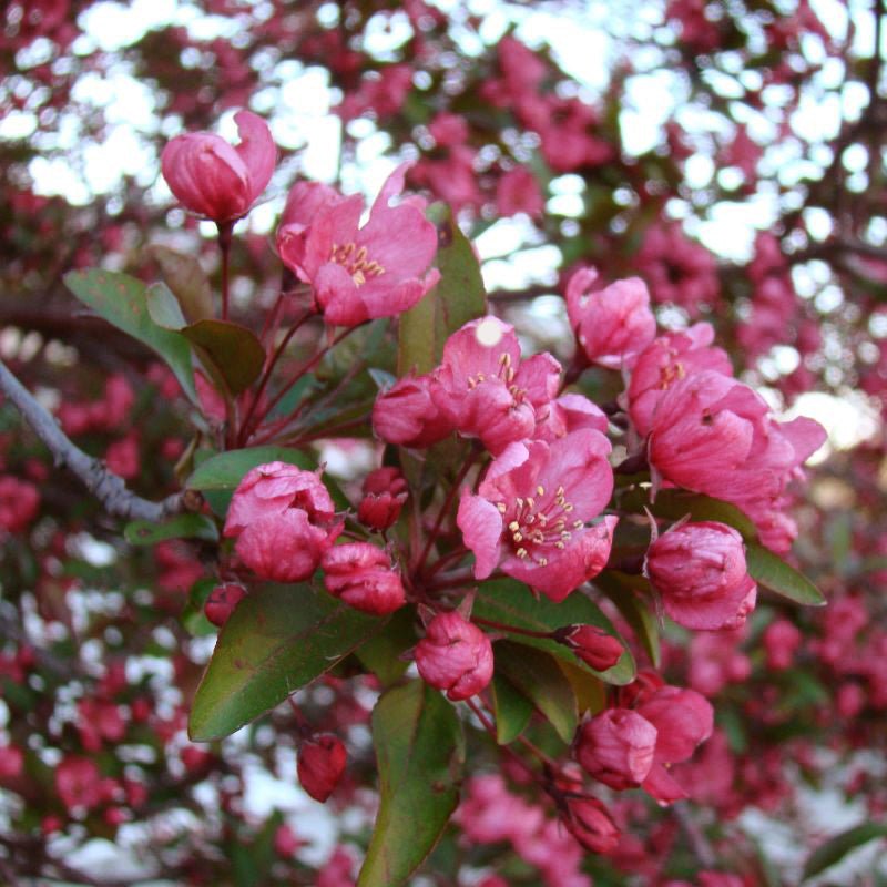 Prairifire Flowering Crabapple Tree (Malus x 'Prairifire'), a tree featuring pink flowers and deciduous.