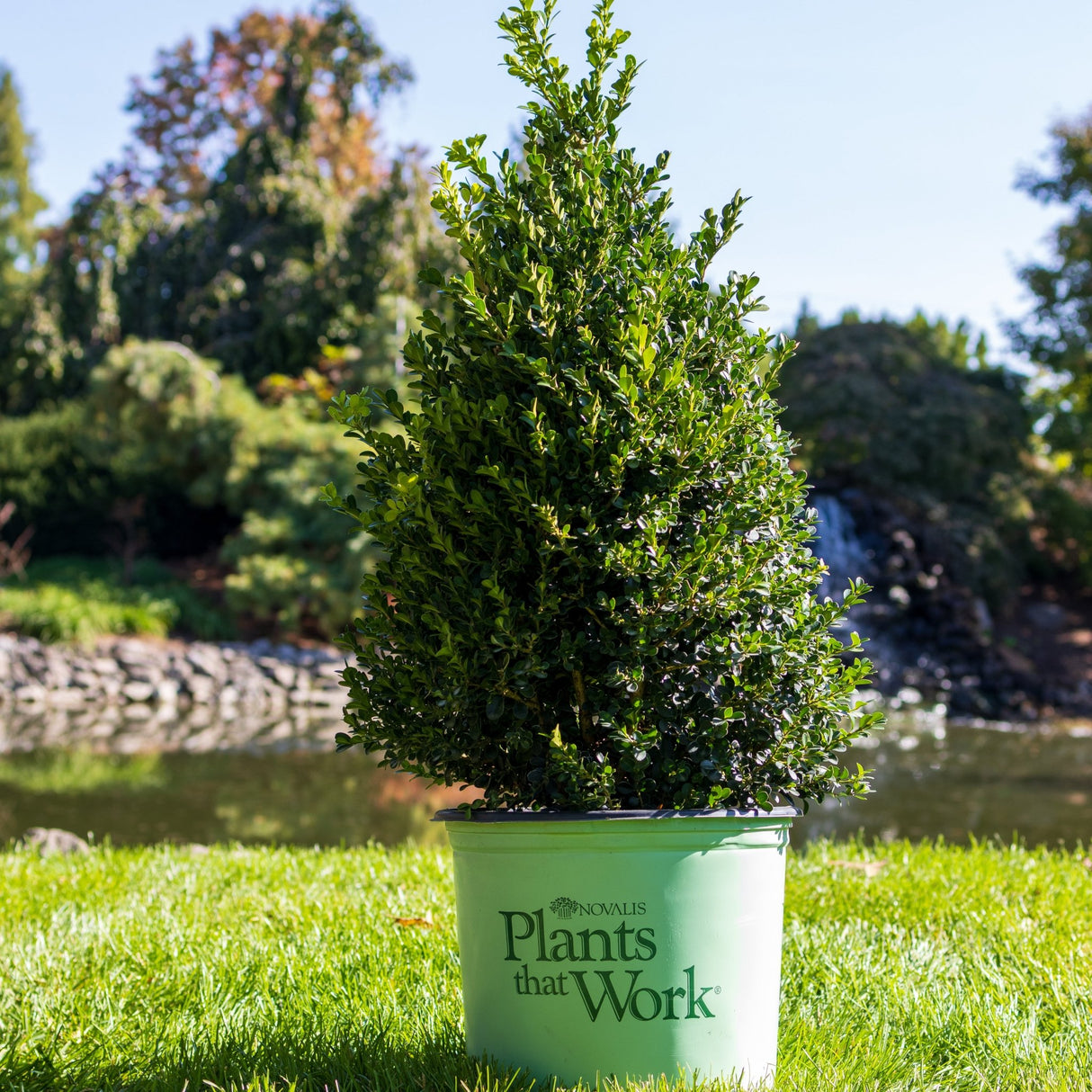 Cranberry Creek Boxwood - Nature Hills Nursery - #3 Container - 