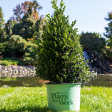 Cranberry Creek Boxwood - Nature Hills Nursery - #3 Container - 
