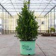 Cranberry Creek Boxwood - Nature Hills Nursery - #3 Container - 
