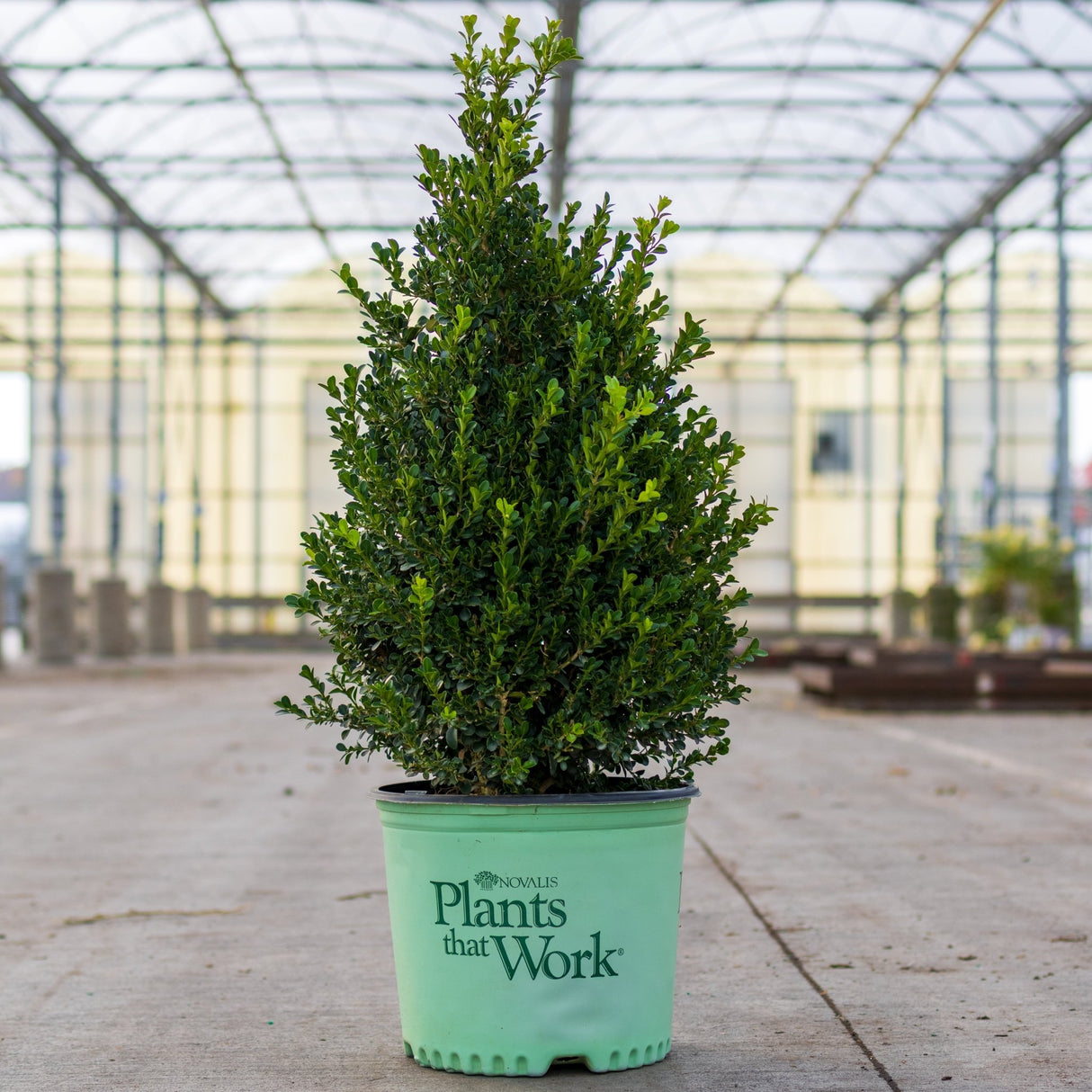 Cranberry Creek Boxwood - Nature Hills Nursery - #3 Container - 
