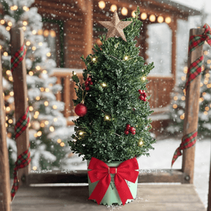 Cranberry Creek Boxwood shrub in a decorated pot with fairy lights, red ornaments, and a star topper on a snowy porch.