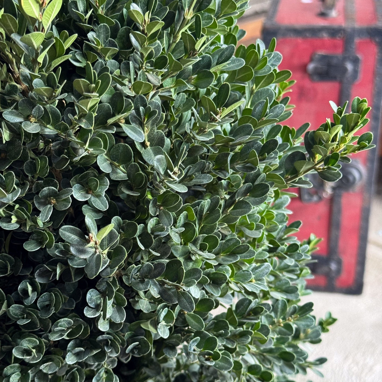 Cranberry Creek Boxwood shrub with dense, dark green oval leaves packed tightly along stems.
