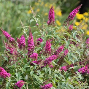 CranRazz&trade; Butterfly Bush