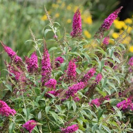 CranRazz&trade; Butterfly Bush