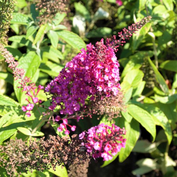CranRazz™ Butterfly Bushes | Buy at Nature Hills Nursery CranRazz™ Butterfly Bushes | Buy at Nature Hills Nursery