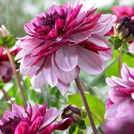 Cr&egrave;me de Cassis Dahlia - Perennial - Nature Hills Nursery - 5 Pack Bulbs - 