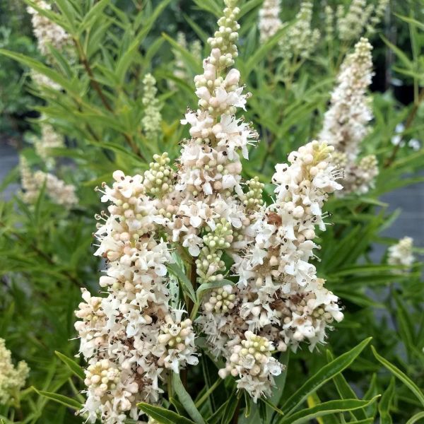 Cr&egrave;me de la Cr&egrave;me&trade; White Chaste Tree - Nature Hills Nursery - #3 Container - 