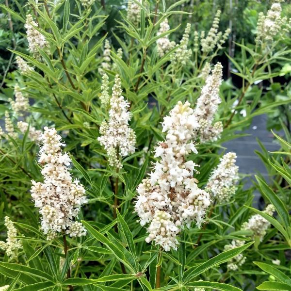Cr&egrave;me de la Cr&egrave;me&trade; White Chaste Tree - Nature Hills Nursery - #3 Container - 
