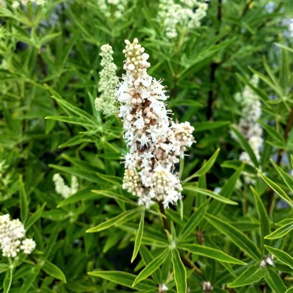 Cr&egrave;me de la Cr&egrave;me&trade; White Chaste Tree - Nature Hills Nursery - #3 Container - 