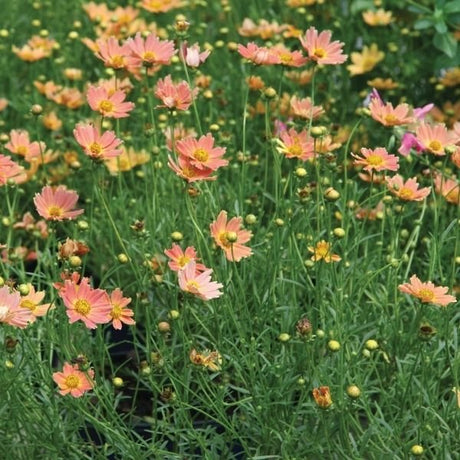 Creme Caramel&trade; Coreopsis - Nature Hills Nursery - #1 Container - 