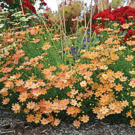 Creme Caramel&trade; Coreopsis - Nature Hills Nursery - #1 Container - 