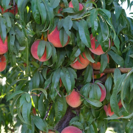 Cresthaven Peach Tree - Nature Hills Nursery - Paper Pot 4 - 5 Feet - 