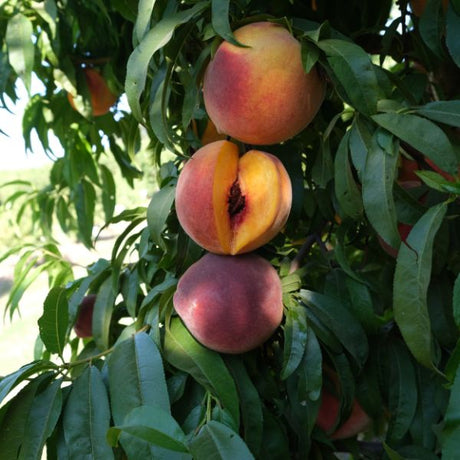 Cresthaven Peach Tree - Nature Hills Nursery - Paper Pot 4 - 5 Feet - 