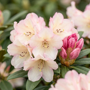 Crete Rhododendron