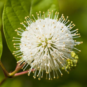 Crimson Comet Buttonbush - Nature Hills Nursery - #3 Container - 