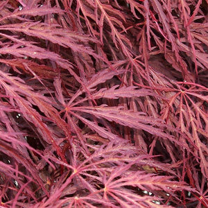 Crimson Queen Japanese Maple Tree - Nature Hills Nursery - #2 Container 2 - 3 Feet - 