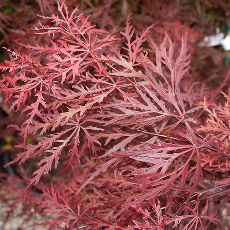 Crimson Queen Japanese Maple Tree - Nature Hills Nursery - #2 Container 2 - 3 Feet - 