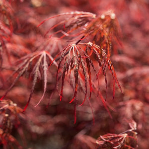 Crimson Queen Japanese Maple Tree - Nature Hills Nursery - #2 Container 2 - 3 Feet - 