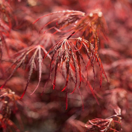 Crimson Queen Japanese Maple