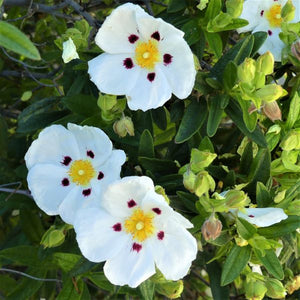 Crimson - Spot Rock Rose - Nature Hills Nursery - #1 Container - 