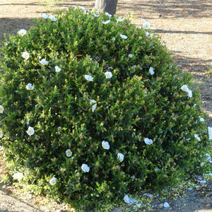Crimson - Spot Rock Rose - Nature Hills Nursery - #1 Container - 