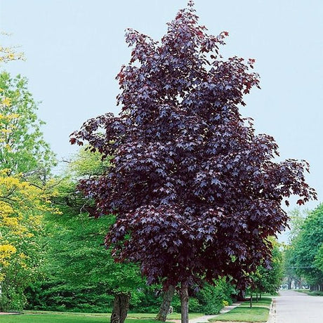 Crimson Sunset&reg; Maple Tree - Nature Hills Nursery - #20 Container 8 - 10 Feet - 