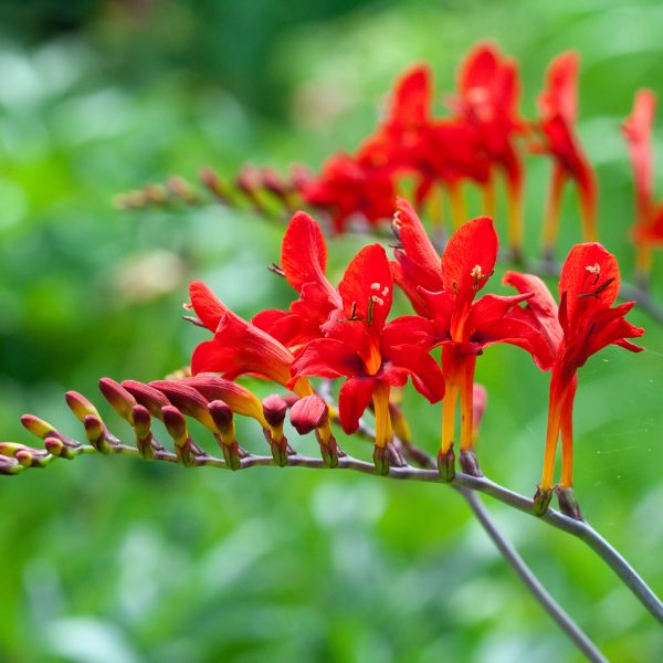 Lucifer Crocosmia (Crocosmia 'Lucifer'), a perennial featuring red flowers and perennial.