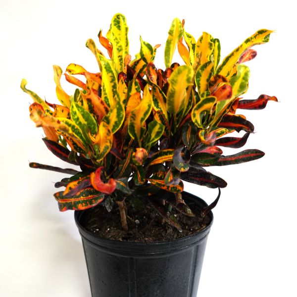 Croton Petra