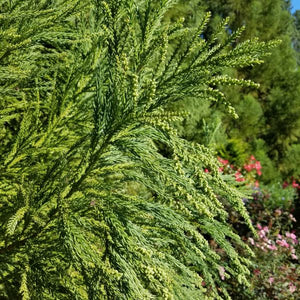 Detail view of Cryptomeria Yoshino Japanese Cedar (Cryptomeria japonica 'Yoshino') showing plant structure and foliage.