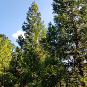 Evergreen foliage of Cryptomeria Yoshino Japanese Cedar (Cryptomeria japonica 'Yoshino') in a garden setting.