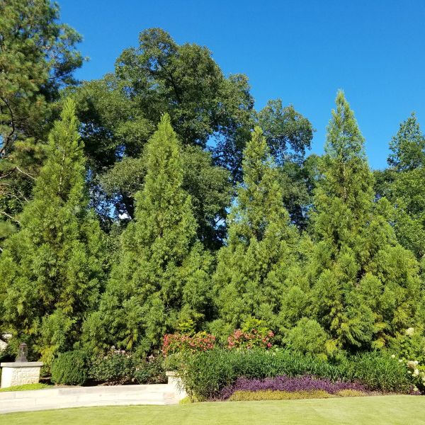 Cryptomeria Yoshino Japanese Cedar | Buy at NatureHills.com