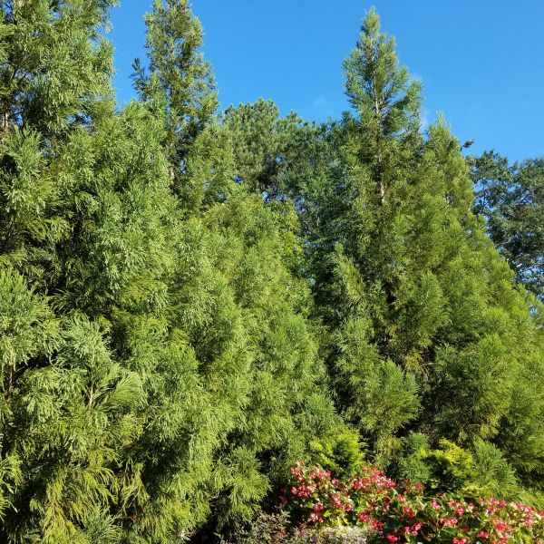 japanese cedar plant Cryptomeria Yoshino Japanese Cedar