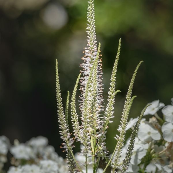 Culvers Root (Veronicastrum virginicum), a perennial featuring blue, white flowers and perennial.