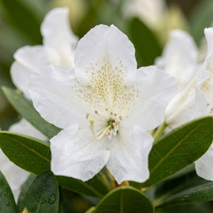 Cunningham's White Rhododendron