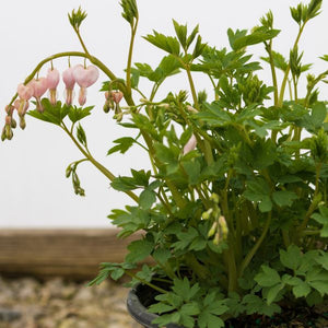 Cupid® Bleeding Heart - Perennial - Nature Hills Nursery - 1 Container - 